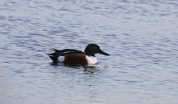 A Shoveler 001.jpg