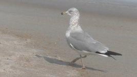 third winter herring gull or ring-billed.jpg