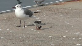 laughing gull nonbreeding adult.jpg
