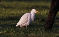 D Cattle Egret 008.jpg