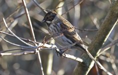 C Reed Bunting 01.jpg