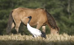 Black-necked cranes in Bhutan (Grus nigricollis)