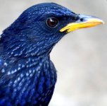 Blue whistling thrush