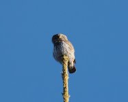 Pygmy Owl_Elatia_040123b.jpg