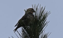 Corsican Crossbills 002.jpg