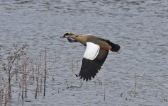 B Egyptian Goose 003.jpg