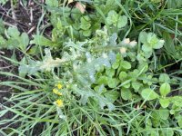 Groundsel.jpg