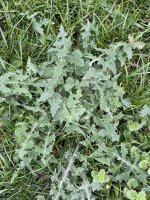 Prickly sow-thistle.jpg