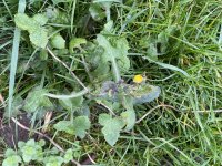 Smooth sow-thistle.jpg