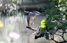 Night Heron.jpg