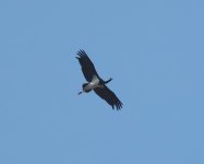 Black Stork_Aliakmon_050123c.jpg