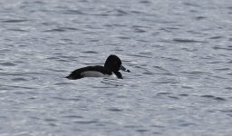 D Ring-necked Duck 010.jpg