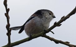 D Long-tailed Tit 002.jpg