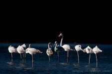 Greater flamingo 071.JPG