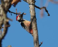 MS Woodpecker_Keramidi_070123a.jpg