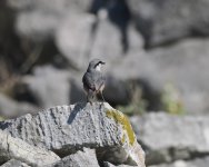 Rock Nuthatch_Karla_070123d.jpg