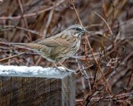 unknown sparrow ashland OR D7000 300mm_DSC3192.jpg