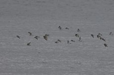 A Ringed Plover 002.jpg