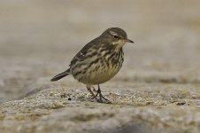 B Rock Pipit 001.jpg