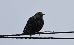 A Starling 002.jpg