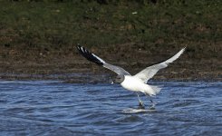 A Sabine's Gull 003.jpg