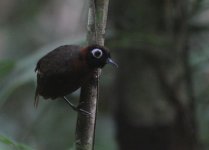 chestnut_crested_antbird.JPG