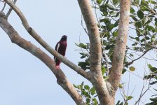 pompadour_cotinga.JPG