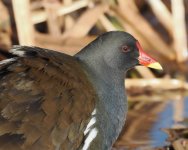 Moorhen_Girdle Ness_140123b.jpg