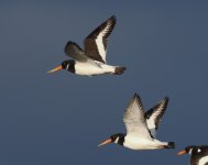 Oystercatcher_Girdle Ness_140123d.jpg