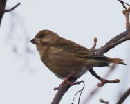 Greenfinch_Torry_220123b.jpg