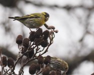 Siskin_Torry_220123b.jpg