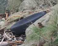 Stonechat_Girdle Ness_220123a.jpg