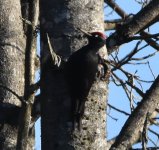 Black Woodpecker.jpg