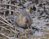 Water Rail_Girdle Ness_270123c.jpg