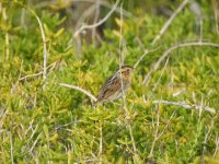 Bird 2.2 (Saltmarsh).JPG