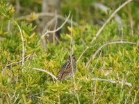 Bird 2 (Saltmarsh).JPG