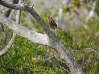 Bird 1.2 (Saltmarsh).JPG