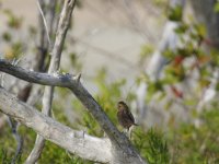 Bird 1 (Saltmarsh).JPG