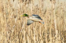 Mallard-(21)-fbook.jpg