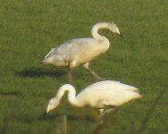 Whooper Swans, 2 youmg, Nortrh Moor, Flamborough, 31 Jan 23.jpg
