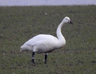 Whooper Swan, Head Fm, Flamborough, 17 Dec 19.JPG