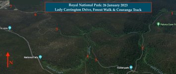 Royal National Park - Lady Carrington Drive, Couranga Track & Forest Path .jpeg