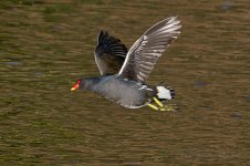 Moorhen-(28)-fbook.jpg