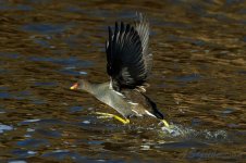 Moorhen-(52)-fbook.jpg