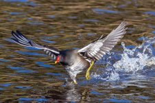 Moorhen-(61)-fbook.jpg