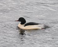 Goosander_Girdle Ness_020223a.jpg