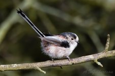 Long-tailed-Tit-(49)-fbook.jpg