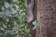 Grey Squirrel copy.jpg