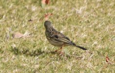 Pipit1.jpg