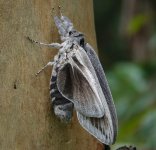 DSC04168 Giant Wood Moth @ Ourimbah bf.jpg